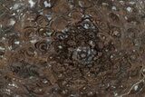 Hematite Replaced Petrified Tree Fern (Osmunda) Slab - Australia #265614-1